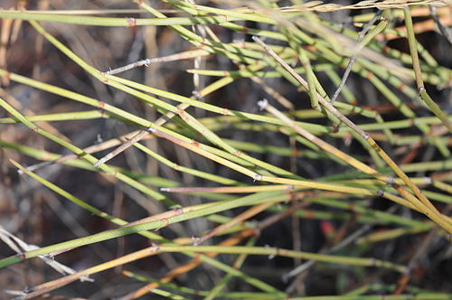 Ephedra trifurca